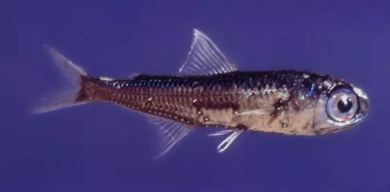 王企鵝的食物來源之一，燈籠魚。圖片來源：wikipedia