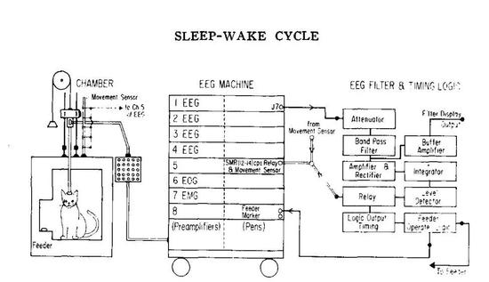 貓貓的睡眠測(cè)定 （圖片來(lái)源：Lucas， E。 A。， & Sterman， M。 B。 （1974）。 The polycyclic sleep-wake cycle in the cat： Effects produced by sensorimotor rhythm conditioning。 Experimental Neurology， 42（2）， 347–368。 doi：10.1016/0014-4886（74）90032-6 ）