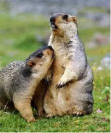 圖6。喜馬拉雅旱獺Marmota himalayana（圖片來源：百度百科）