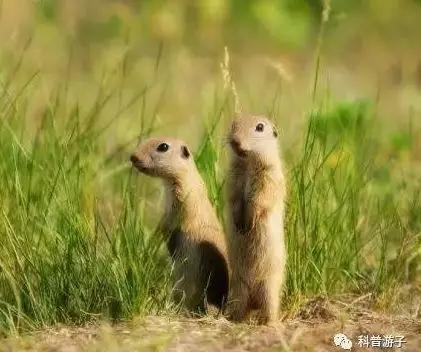 圖7。達烏爾黃鼠Spermophilus dauricus（圖片來源：搜狗圖片）