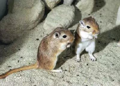 圖8。 長爪沙鼠Meriones unguiculatus（圖片來源：搜狗圖片）