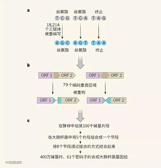 圖1|重編碼基因組的設(shè)計(jì)與構(gòu)建。a.Fredens等人對(duì)大腸桿菌基因組的3個(gè)堿基三聯(lián)體（密碼子）進(jìn)行了重編寫，將編碼絲氨酸的TCG和TCA和代表蛋白編碼序列終止的終止密碼子TAG替換成具有相同功能的密碼子AGC、AGT和TAA。