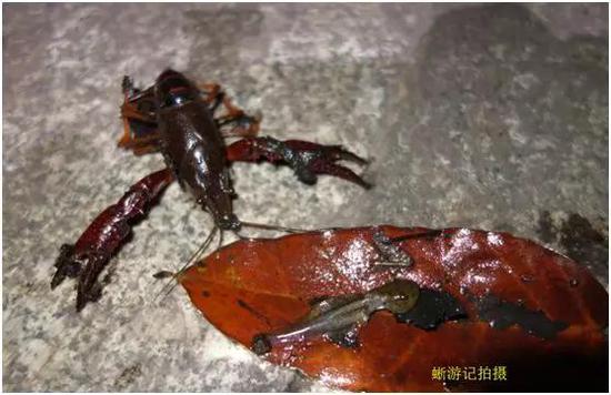 小龍蝦捕食農(nóng)業(yè)友好動物（黑斑側(cè)澤蛙蝌蚪），被抓了現(xiàn)行（作者拍攝于成都市東湖公園）