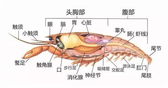 圖片來自http://imgarcade.com/1/crawfish-internal-anatomy，經(jīng)作者加工