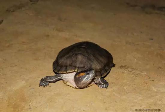 逃逸到大圍山國家自然保護區(qū)的紅耳龜Trachemys scripta elegans