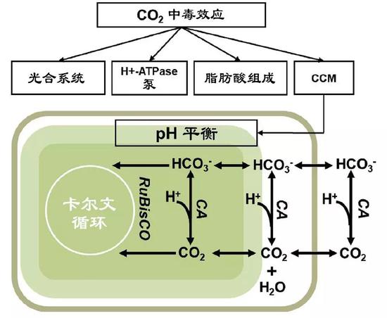 CCM機(jī)制圖 （圖片來(lái)源：中科院青島生物能源與過(guò)程研究所單細(xì)胞中心）