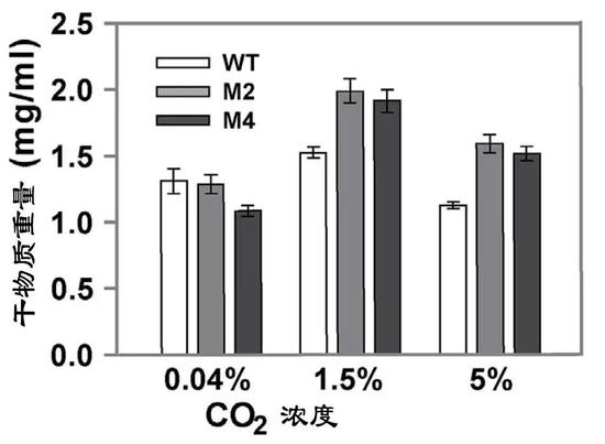 野生菌株和改造藻株在高CO2（5%濃度）環(huán)境下生物質(zhì)產(chǎn)量（WT：野生菌株；M2和M4改造藻株）（圖片來(lái)源：中科院青島生物能源與過(guò)程研究所單細(xì)胞中心）