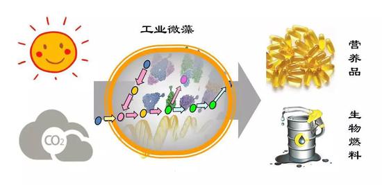 微藻固碳示意圖 （圖片來(lái)源：中科院青島生物能源與過(guò)程研究所單細(xì)胞中心）