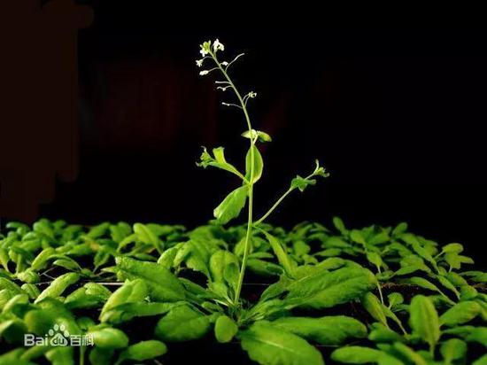 擬南芥（圖片來自網(wǎng)絡）